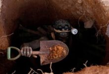 Central African Republic gold mine collapse