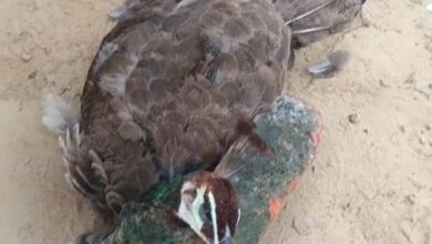 कुत्तों के हमला से राष्ट्रीय पक्षी मोर की मौत, सूचना पर समय नहीं पहुंचा वन विभाग