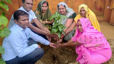 जन्मदिन पर दिया पर्यावरण को उपहार: शिक्षिका ने लगाया आम का पौधा