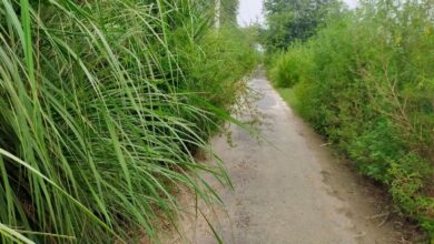 झाड़ियों से ढका अंधा मोड़ बना हादसे का सबब