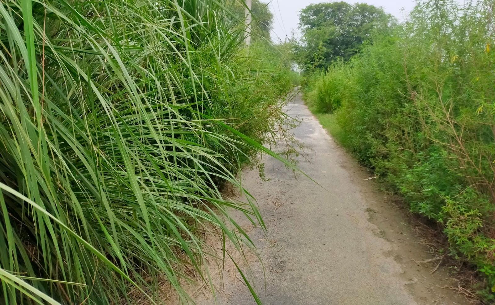झाड़ियों से ढका अंधा मोड़ बना हादसे का सबब