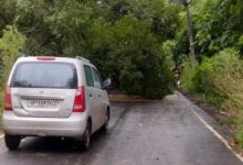 जामुन-आम के पेड़ सड़क पर गिरे: मार्ग अवरुद्ध