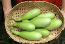 bitter bottle gourd