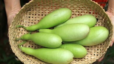bitter bottle gourd