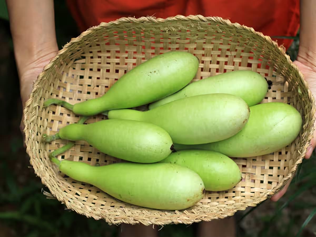 bitter bottle gourd