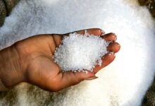 Sugar Rate Today