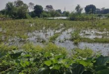 खेतों में घुसा माइनर का पानी फसलें डूबी: किसान परेशान