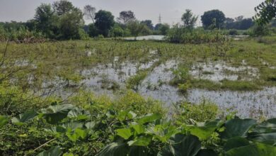खेतों में घुसा माइनर का पानी फसलें डूबी: किसान परेशान