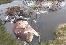गौशाला के बाहर मिले गोवंशों के शव: आक्रोश
