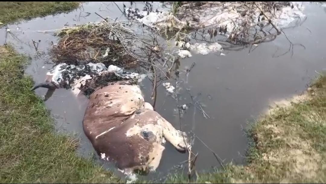 गौशाला के बाहर मिले गोवंशों के शव: आक्रोश