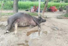 ज़हरीले जीव के काटने से दो भैंसों की मौत