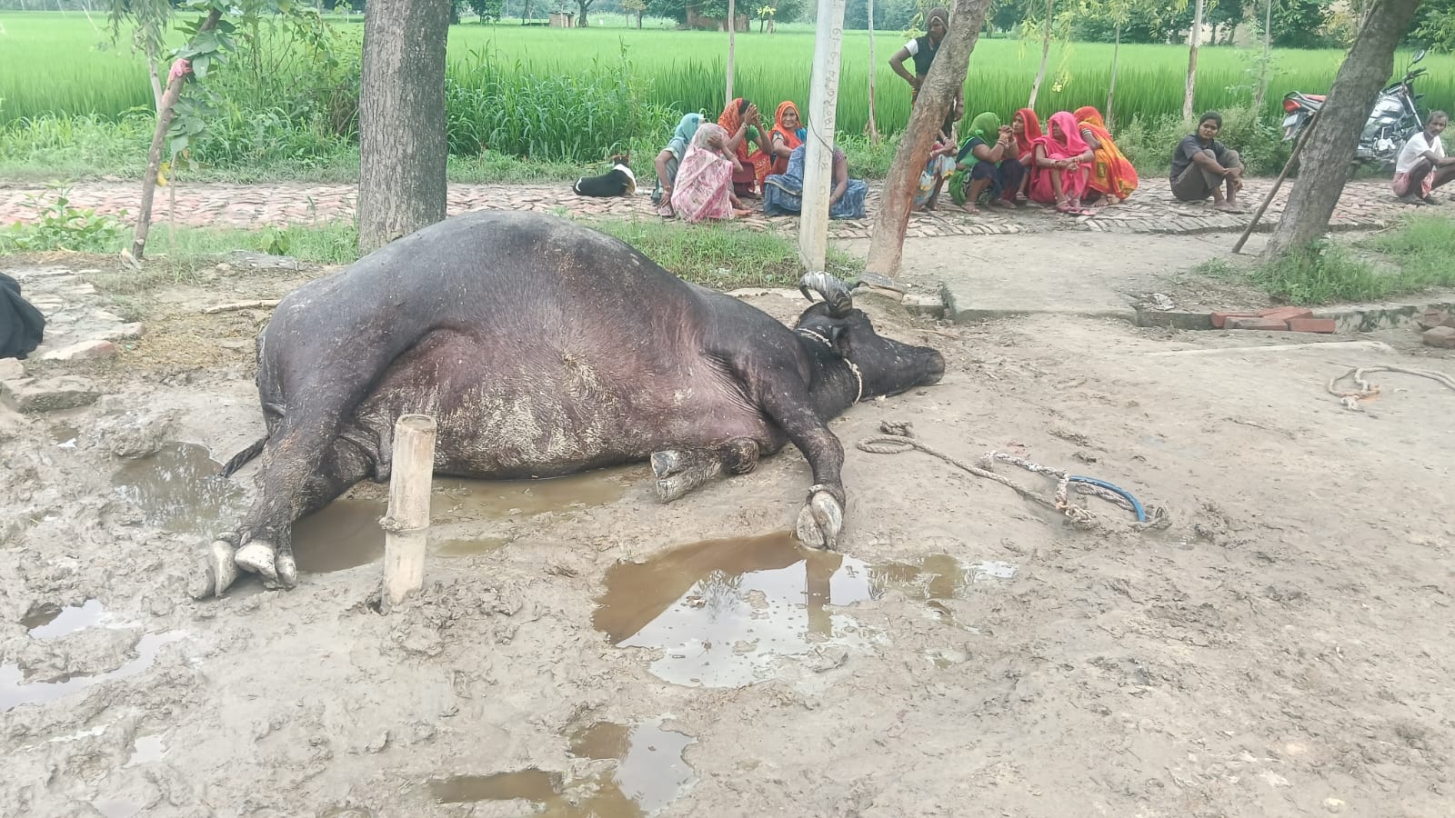 ज़हरीले जीव के काटने से दो भैंसों की मौत