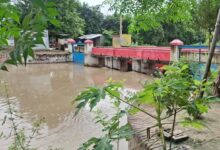 नहर में फंसा मृत गौवंश: दुर्गंध से परेशान