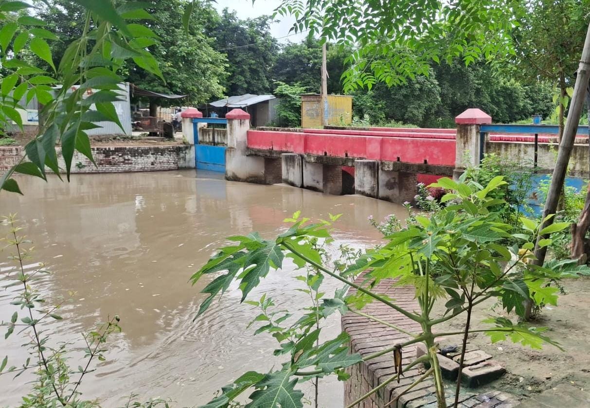 नहर में फंसा मृत गौवंश: दुर्गंध से परेशान