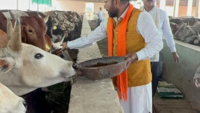 बेजुबान गौ-वंश को पोषण के लिए खिलाया ड्राई फ्रूट और गुड़