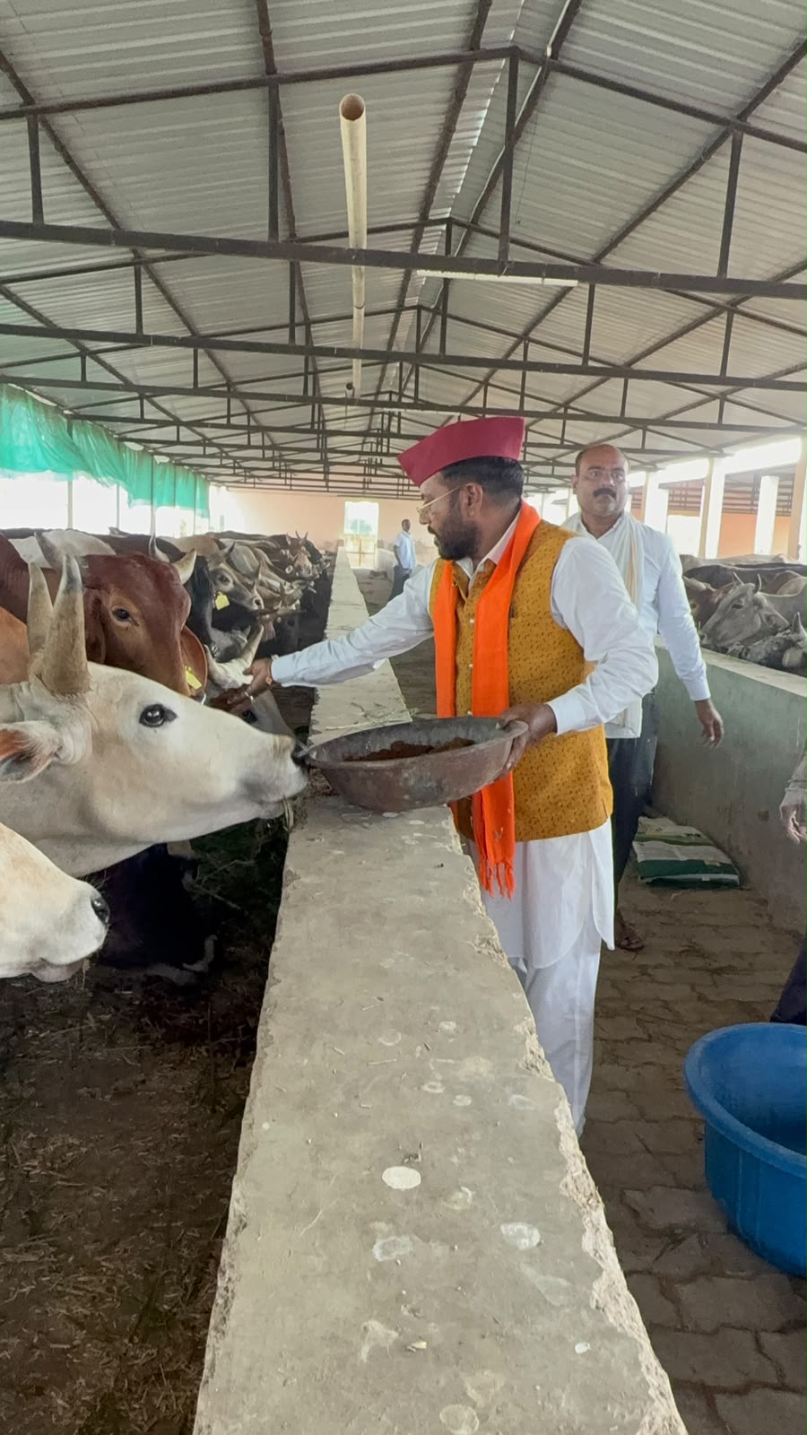 बेजुबान गौ-वंश को पोषण के लिए खिलाया ड्राई फ्रूट और गुड़