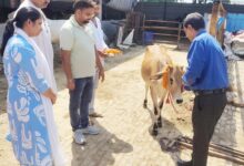 सेवा संकल्प अभियान के तहत गो आश्रय स्थलों में चला विशेष स्वच्छता एवं स्वास्थ्य अभियान