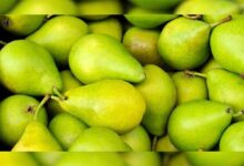 Gut Health Tips